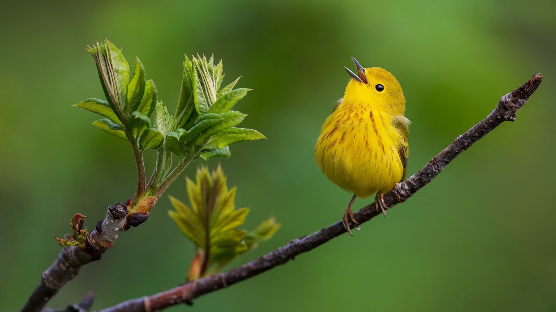 AC米兰传控结合提升前场效率,ac米兰的传奇球员