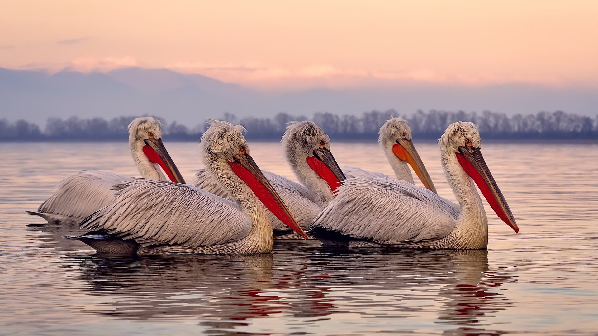 CBA球队注重团队配合，cba球队价值