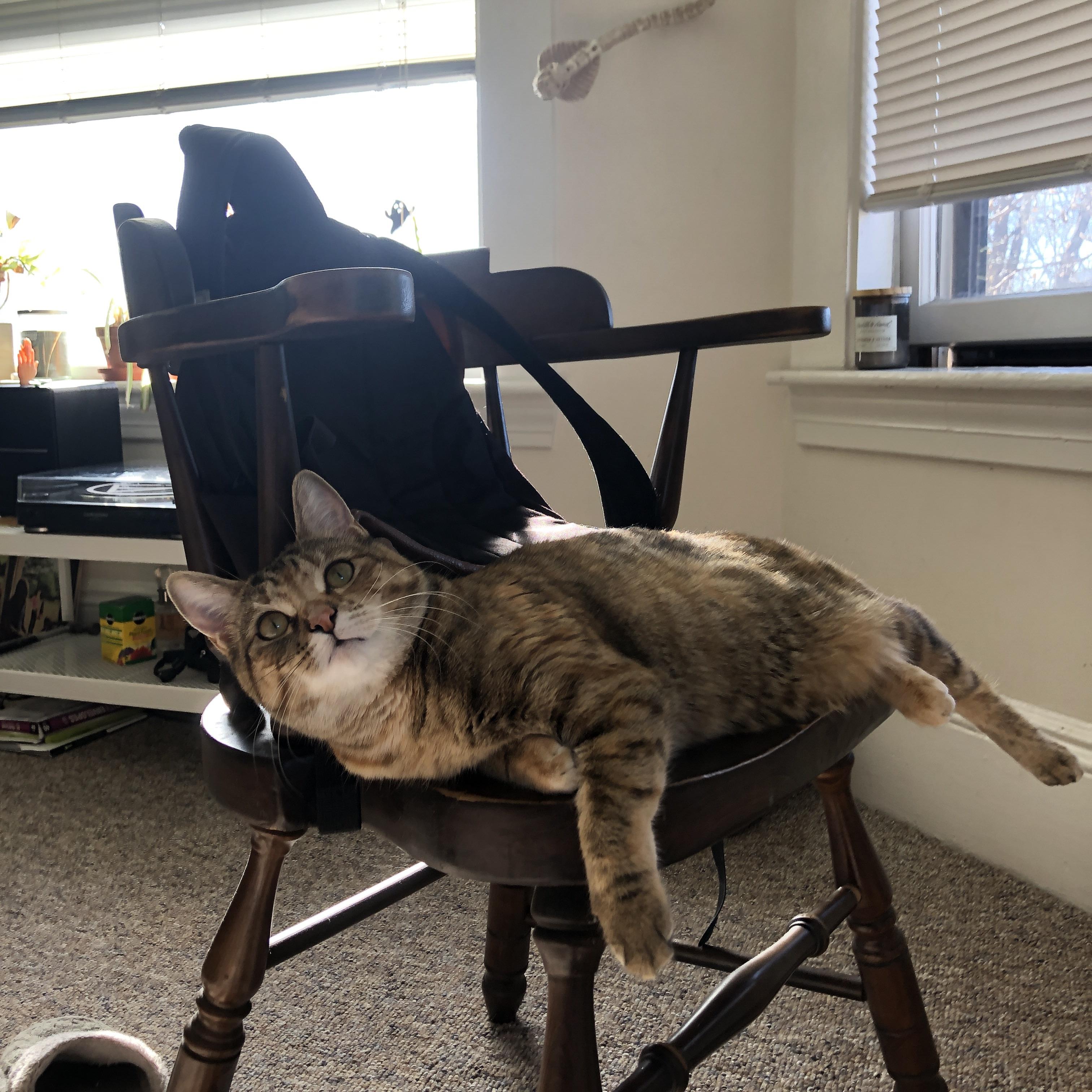 Chinese Taipei的乒乓战术：掌握比赛节奏的秘密，台湾人乒乓球