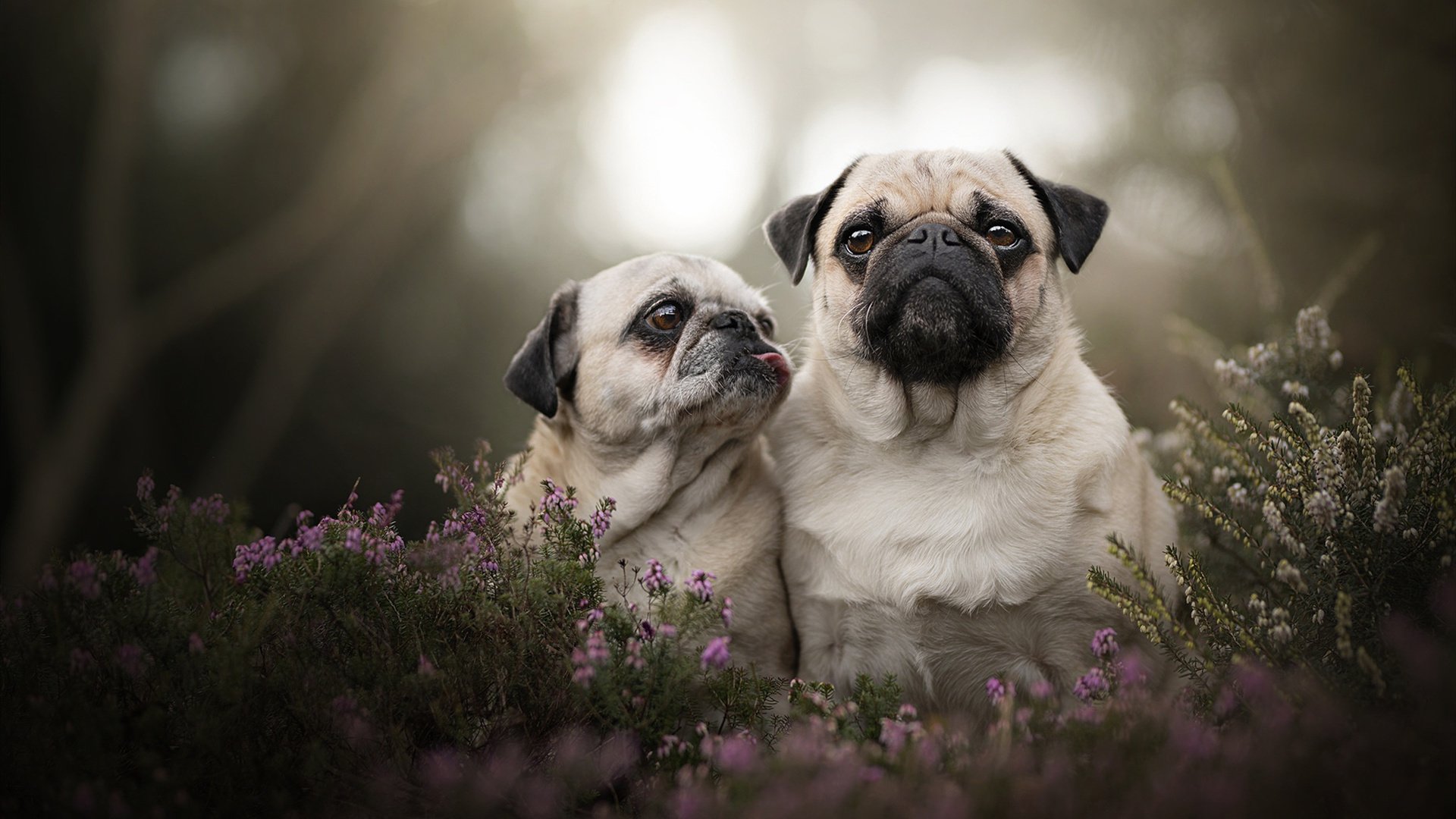 五大联赛中卫越位造陷阱执行效率是否下降,中后卫如何造越位