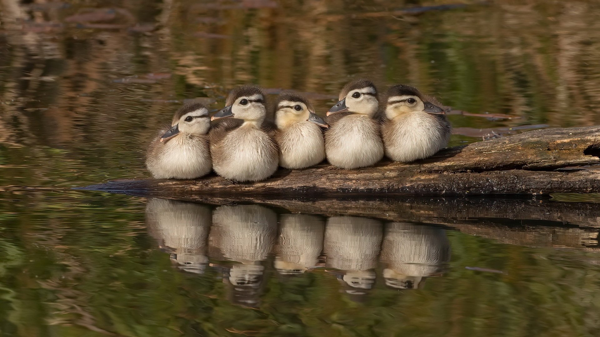 出发反应平均值:美国最具爆发力